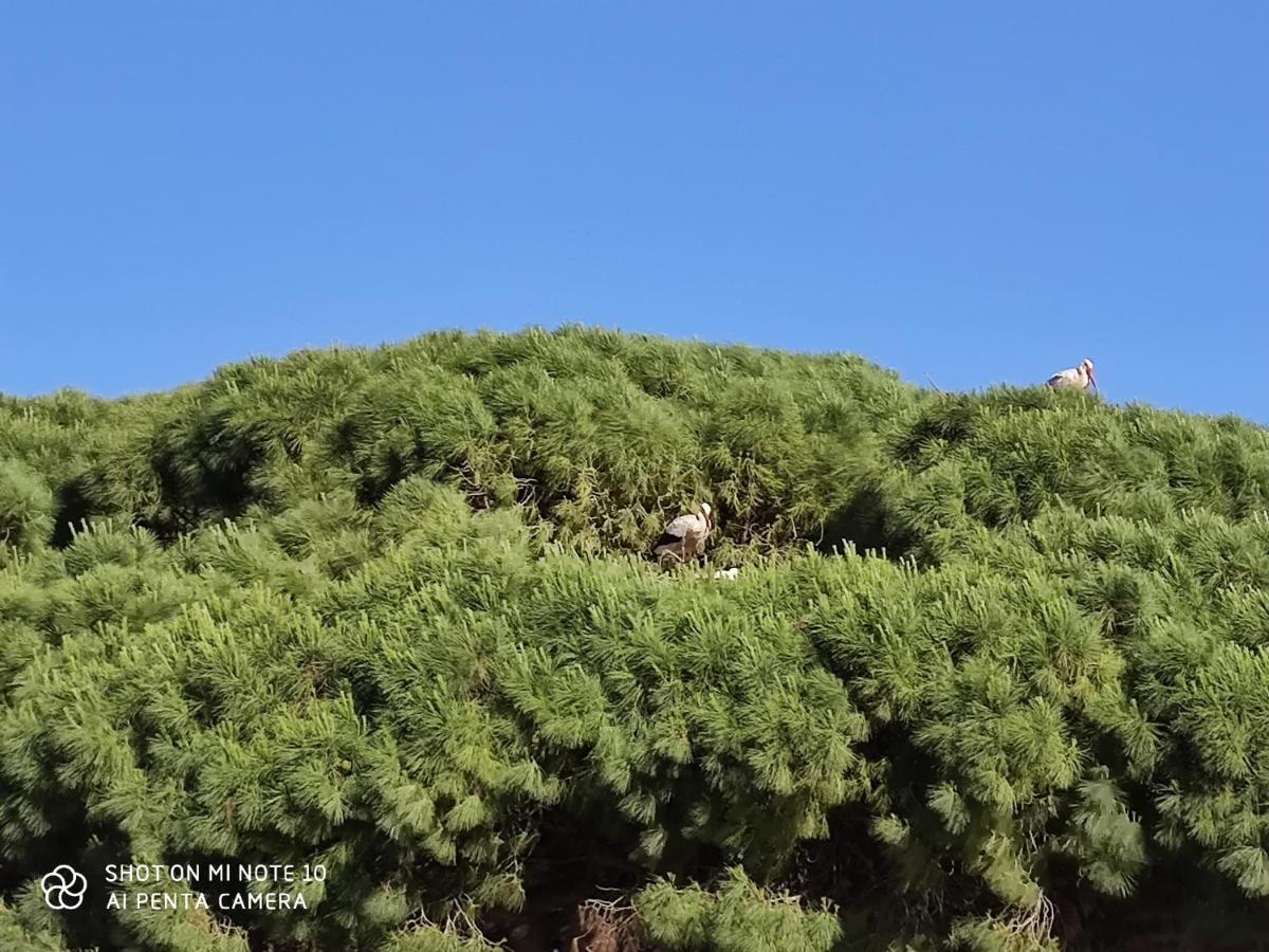 Pueblos Blancos Vejer de la Frontera Extérieur photo